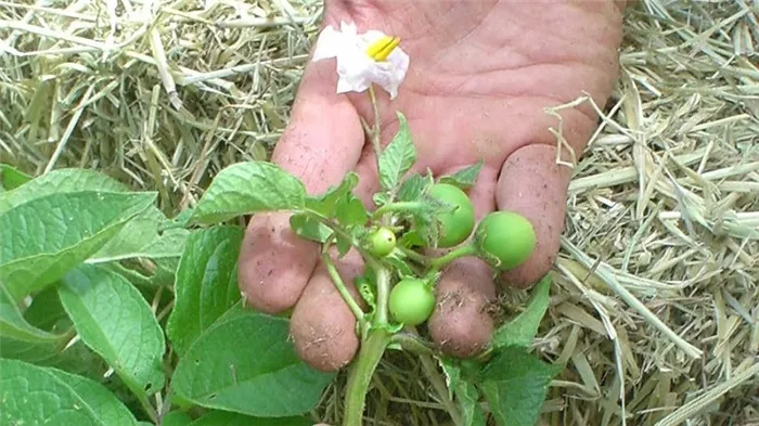 Пошаговое руководство: как вырастить семенной картофель в домашних условиях