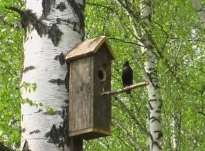 Деревянные скворечники для птиц своими руками: конструкции, размеры, фото