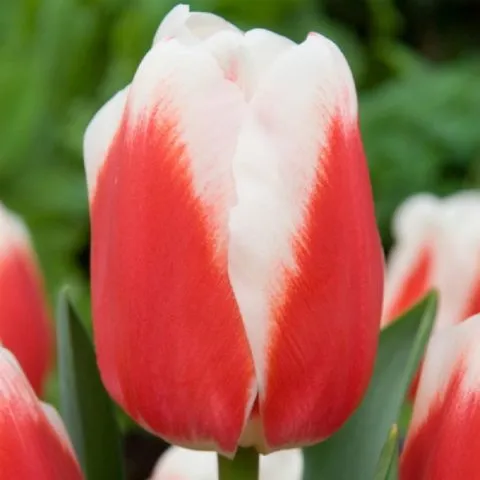 Как посадить и вырастить тюльпаны в домашних условиях 8 марта