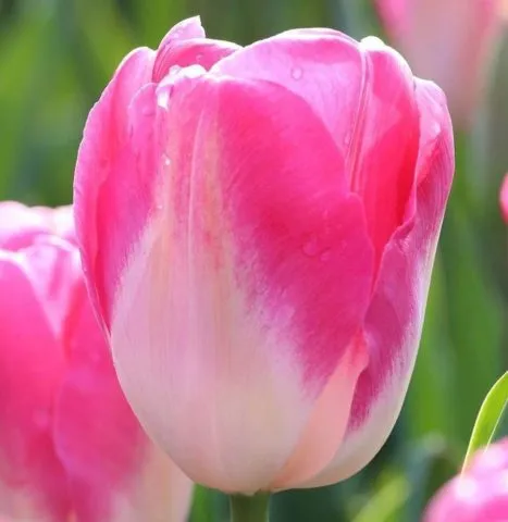 Как посадить и вырастить тюльпаны в домашних условиях 8 марта