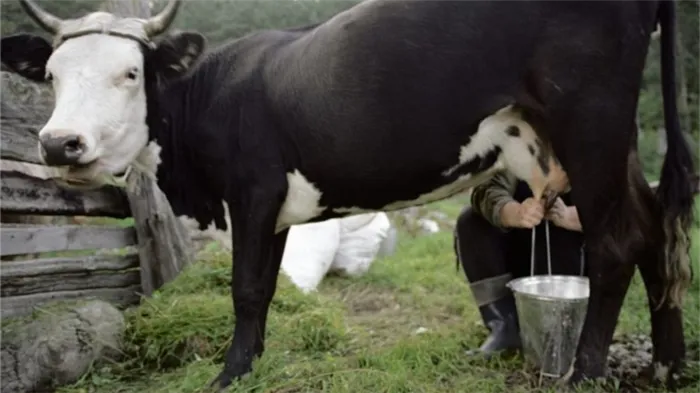 В период запуска молочных коров доение продлевается до двух раз в неделю.