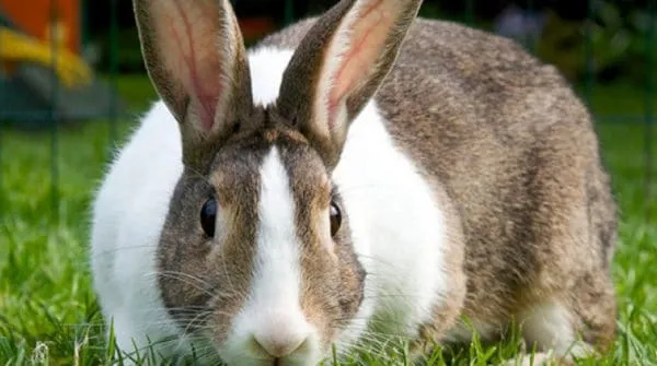 Сколько дней ходят беременные крольчихи, вынашивая крольчат