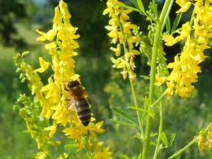 Желтые цветы, пчелы