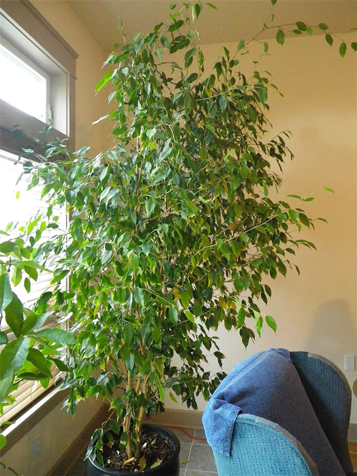Evergreen Benjamin Ficks - уход в домашних условиях, фото, советы