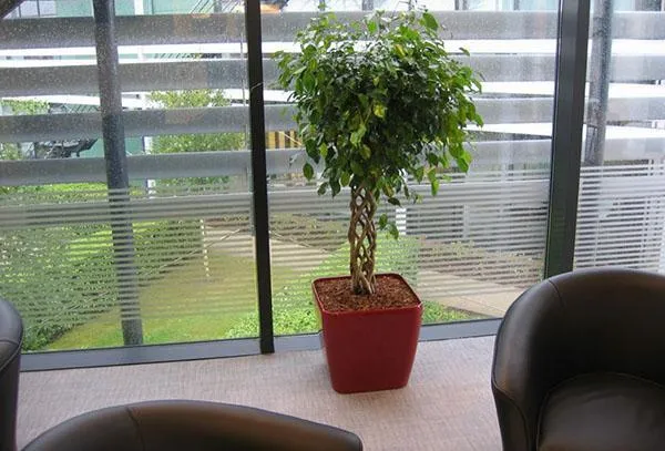 Фикус бенджамина (Ficus benjaminina) в офисе