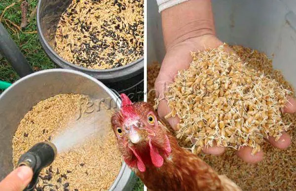 Существует множество рекомендаций о том, как посыпать пшеницу для кур в домашних условиях