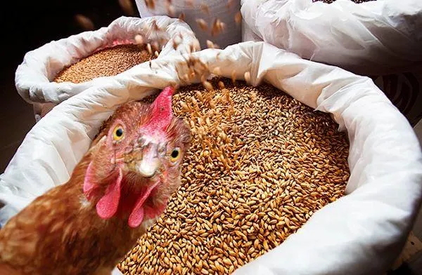 Для цыплят используется фуражная пшеница