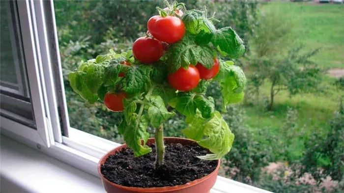 Сбор урожая круглый год на окне: выращивание томатов