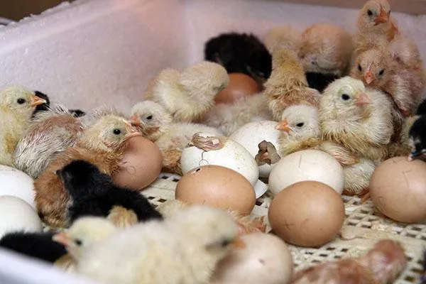 Побуждение птенцов к инкубации в домашних условиях