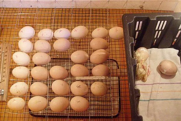 Высиживание куриных яиц в домашних условиях