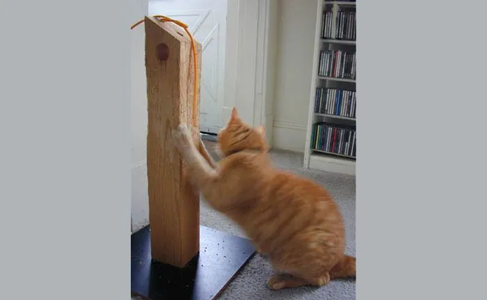 Если пень украсить джутом или толстой веревкой, кошка обратит на поделку больше внимания. Но все равно, кошка сделает свое дело.