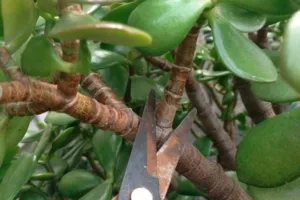 Денежное дерево бонсаи. Как обрезать и компоновать цветущие растения: секреты успеха.