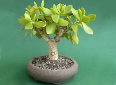 Денежное дерево бонсаи. Как обрезать и компоновать цветущие растения: секреты успеха.
