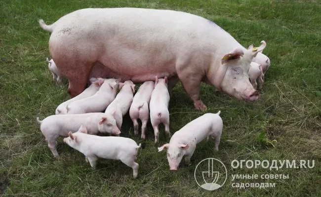 Ранняя зрелость и высокая рождаемость являются основными преимуществами породы животных.