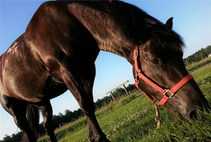 Основной рацион лошадей - трава
