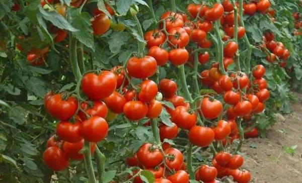 Назначенные виды томатов
