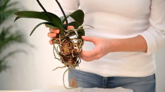 Размножение орхидей черенкованием