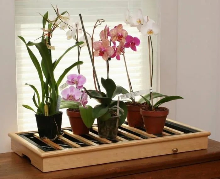 Правильный уход за орхидеями