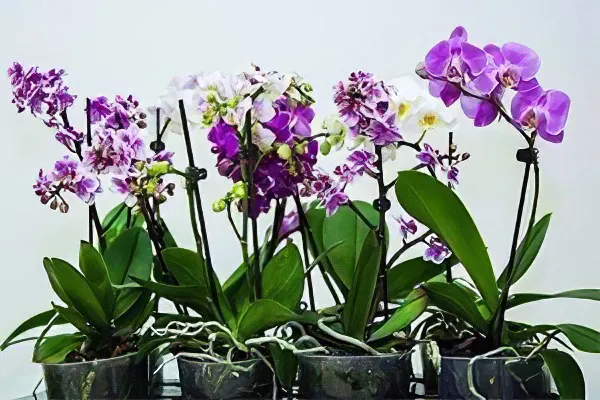 Оптимальная температура для орхидеи.