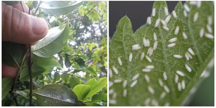 Белая муха на растениях и в саду