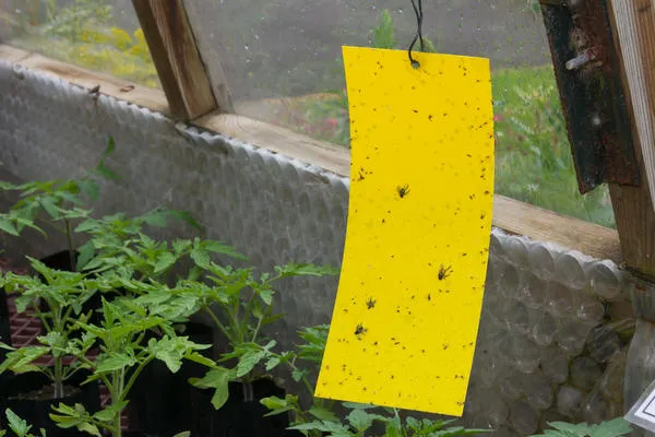 Желтые липкие ловушки оказались эффективными против белых мух