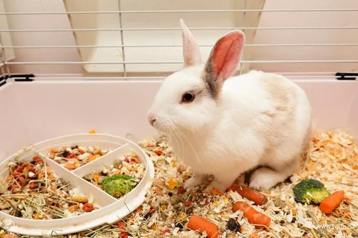 Чем кормить декоративных кроликов?