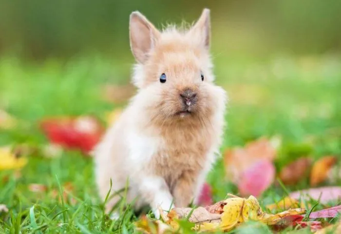Травяной кролик