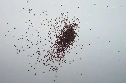 Необычные фотографии семян петунии