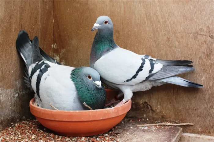 Что едят голуби во время брачного сезона