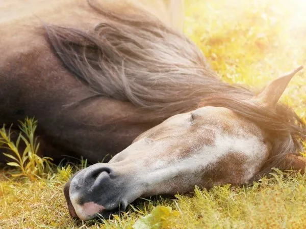 Лошади спят в вертикальном положении.