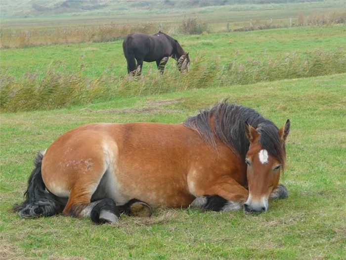 Как обычно спят лошади