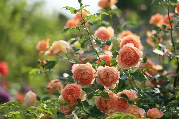 Как правильно смазывать розы весной?