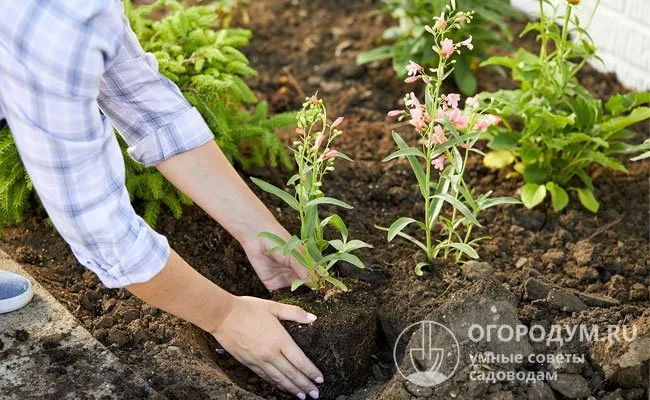 Не высаживайте растения сразу после обработки почвы - необходимо подождать около двух недель, чтобы почва стабилизировалась.