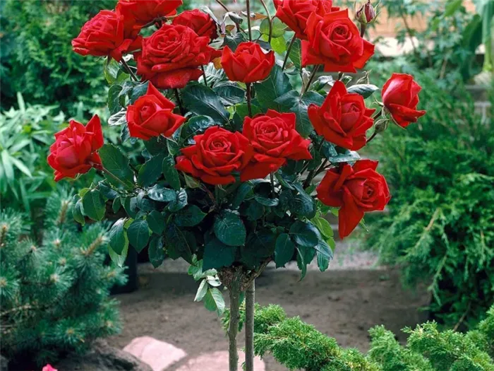 Вьющиеся розы