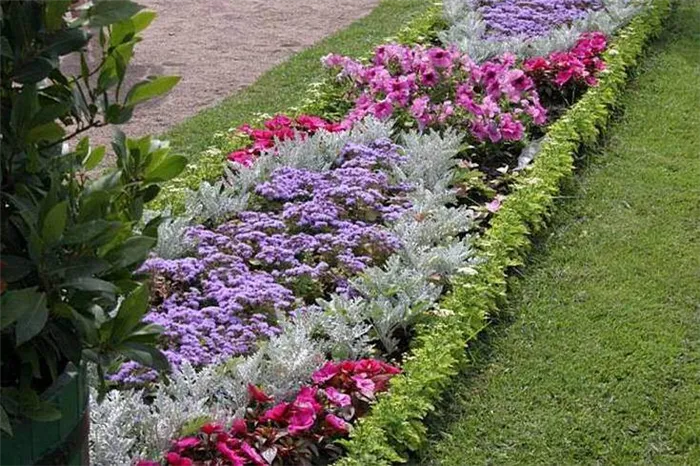 (+40 фото) Как посадить красивые цветы в саду правила, формы и возможные композиции