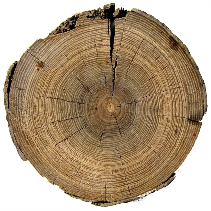 Сколько лет дереву?