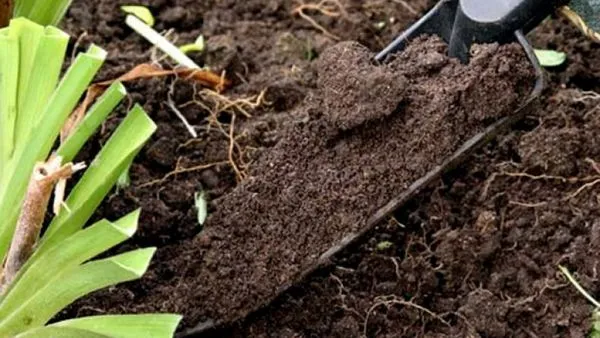 Подготовка почвы для тюльпанов