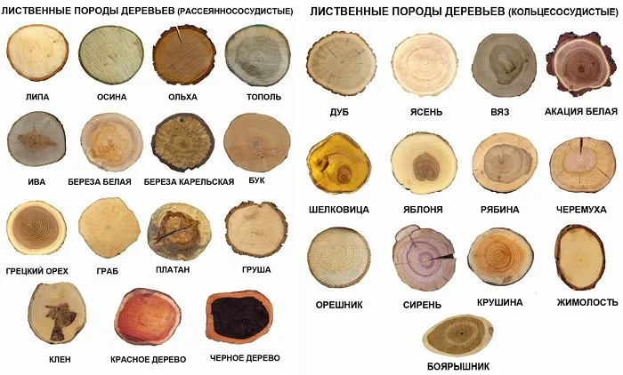 Основные срезы твердой древесины Фото: pikabu.ru.