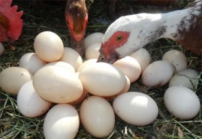 Как улучшить показатели яйценоскости молодых кур