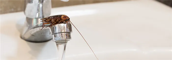 Как долго тараканы живут без воды