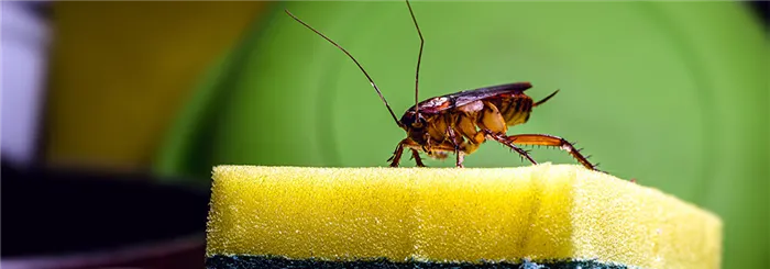 Как долго тараканы живут без еды