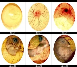 Развитие куриного эмбриона - стадии развития