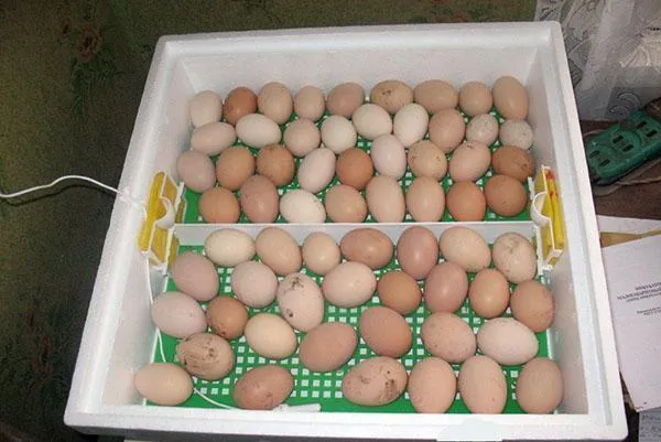 Яйца кур в местах вылупления