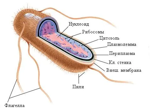 Наиболее ярким примером анаэробных бактерий является кишечная палочка.