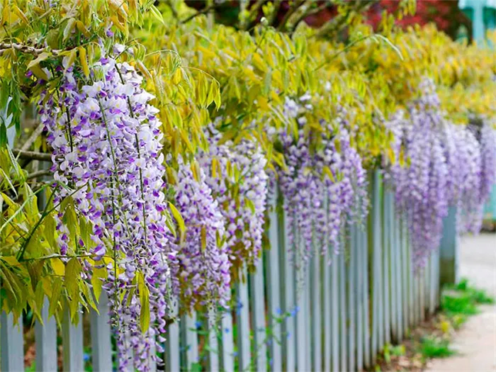 Цветущие деревья рядом с забором с цепью из проволочной сетки