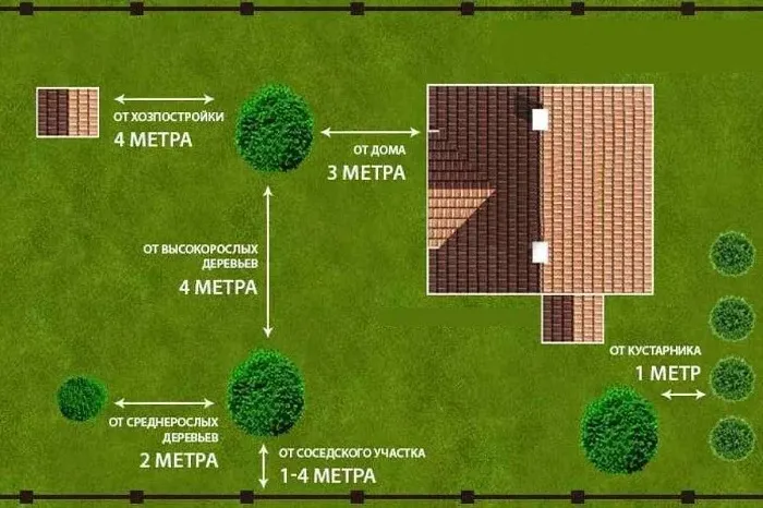 Критерии для посадки деревьев на участках