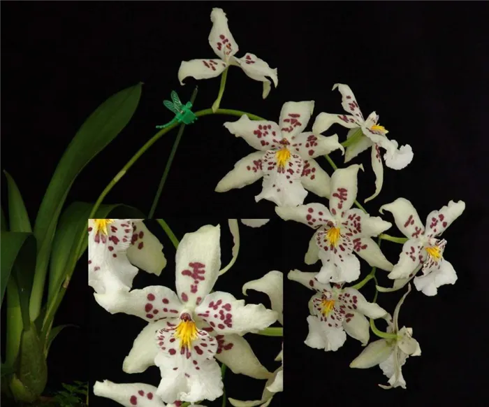 Различные виды орхидей