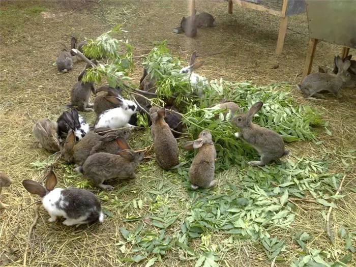 Фермерские кролики