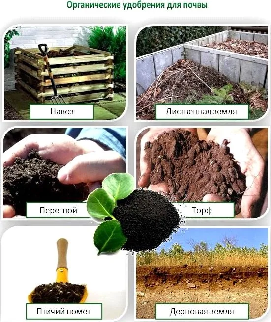 Виды органических удобрений для почвы
