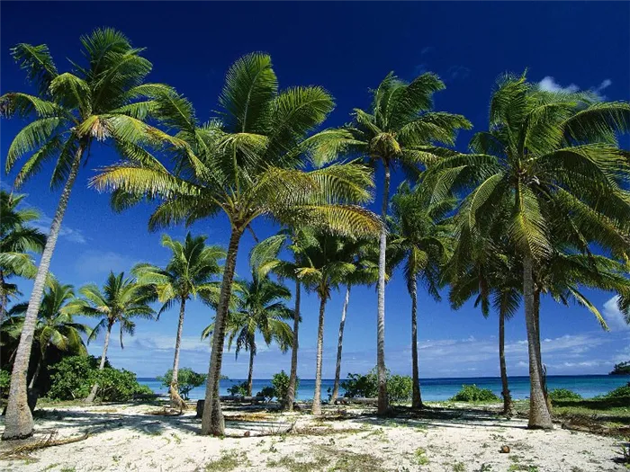 Африканское прибрежное кокосовое дерево